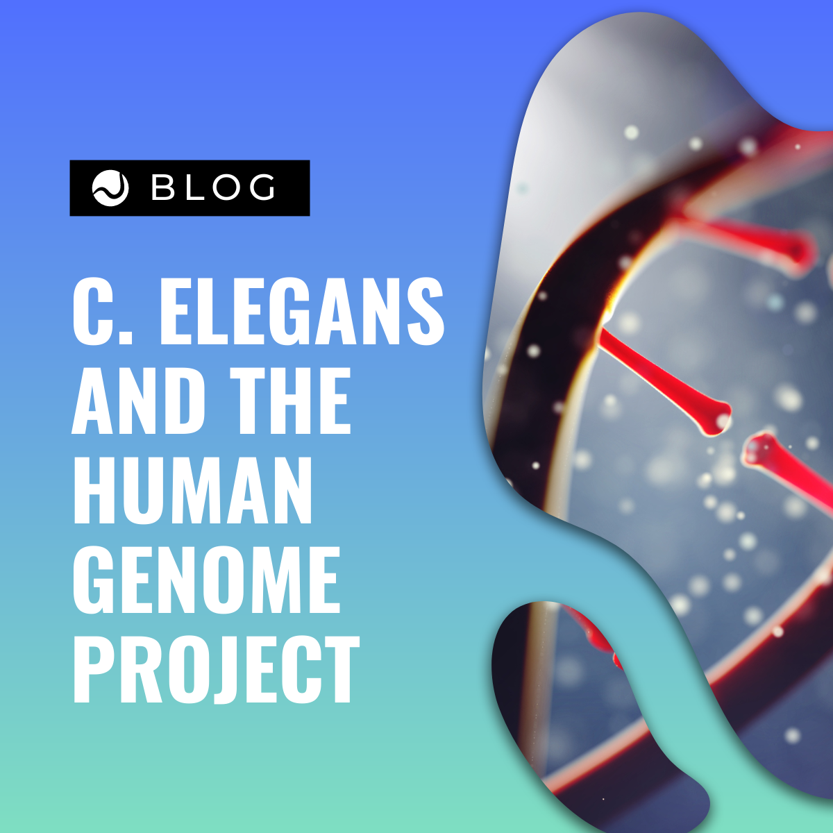 C. elegans and the Human Genome Project