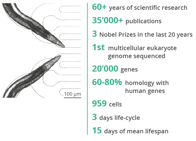 biological models validation for humans