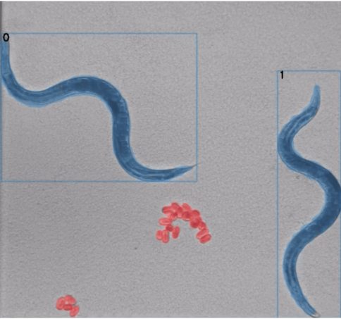 Brightfield image of C. elegans worms taken by the SydLab System Organism-on-Chip Technology