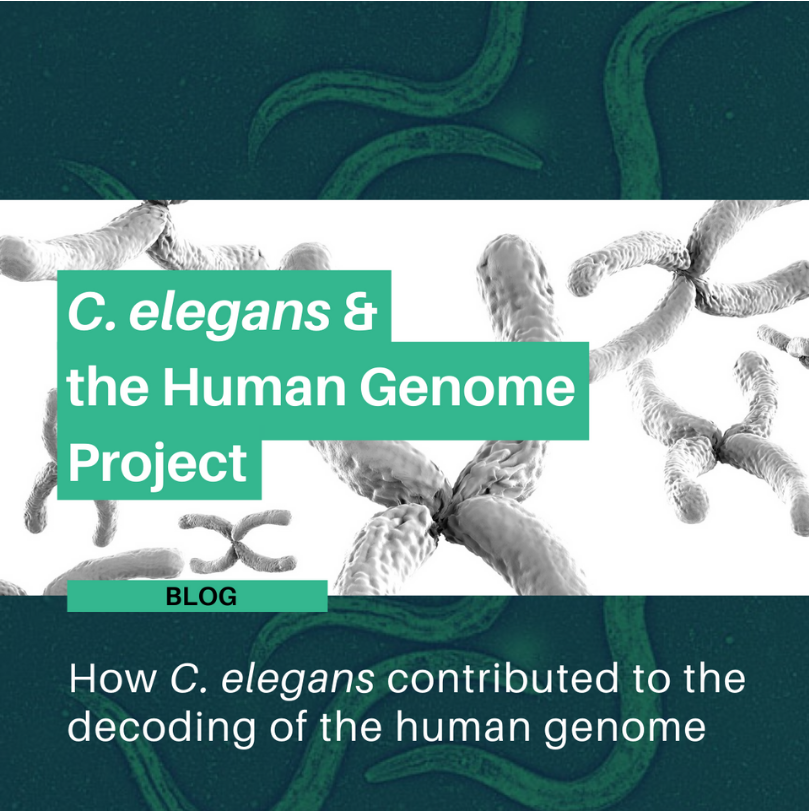 C. elegans and Human Genome Project