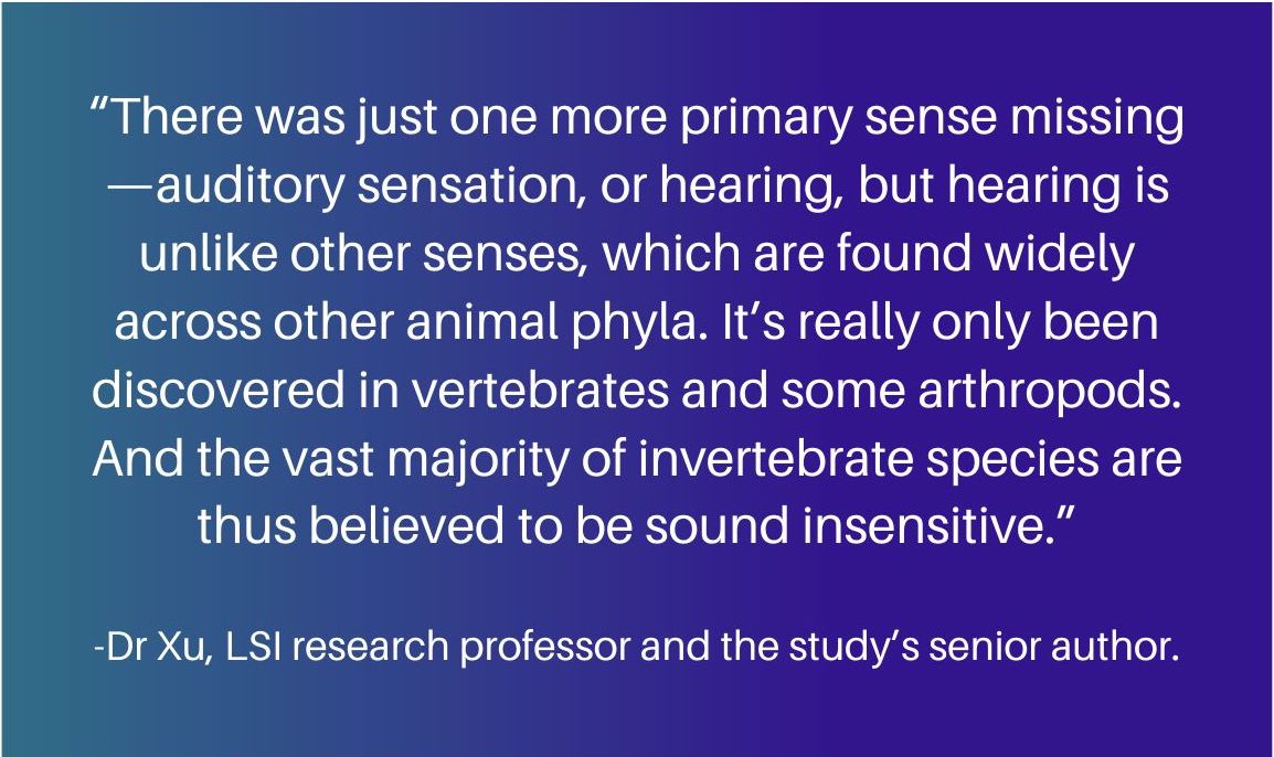 “There was just one more primary sense missing—auditory sensation, or hearing, but hearing is unlike other senses, which are found widely across other animal phyla. It’s really only been discovered in vertebrates and some arthropods. And the vast majority of invertebrate species are thus believed to be sound insensitive.”