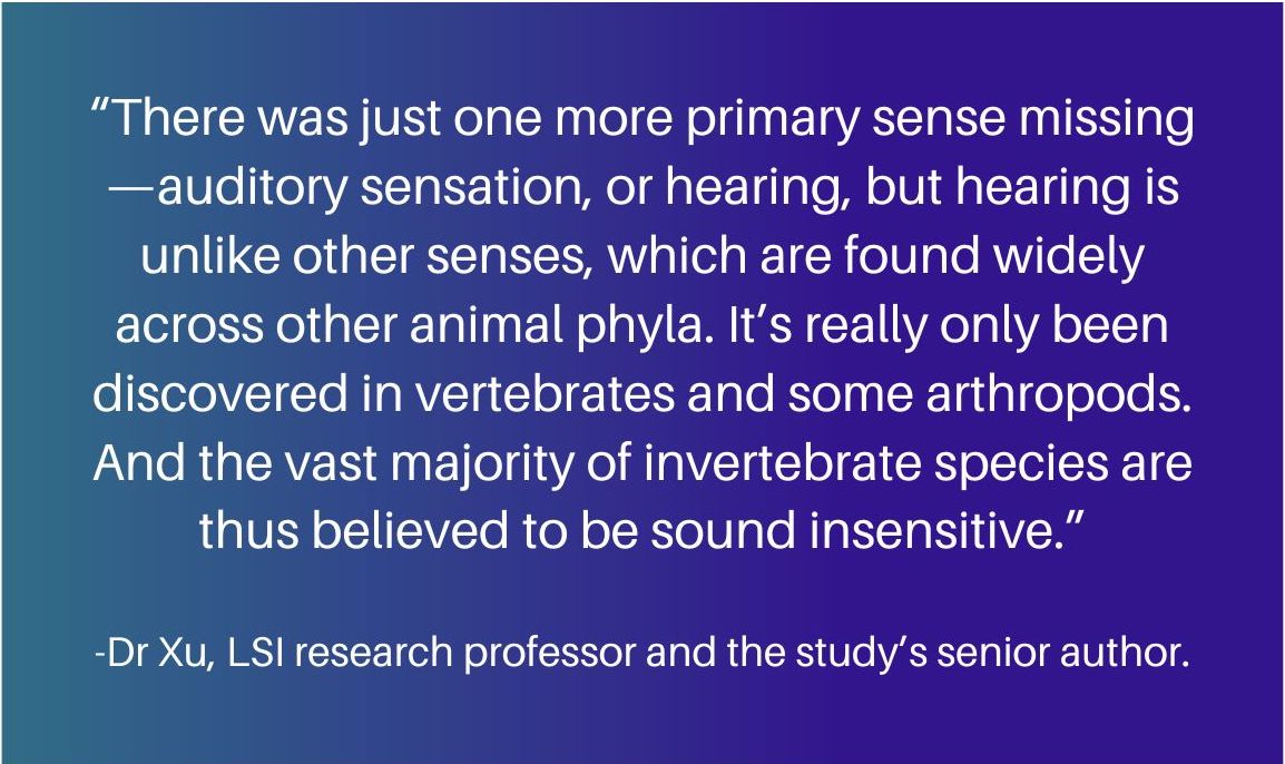 “There was just one more primary sense missing—auditory sensation, or hearing, but hearing is unlike other senses, which are found widely across other animal phyla. It’s really only been discovered in vertebrates and some arthropods. And the vast majority of invertebrate species are thus believed to be sound insensitive.” Can C. elegans hear? Nematodes for auditory neuroscience research