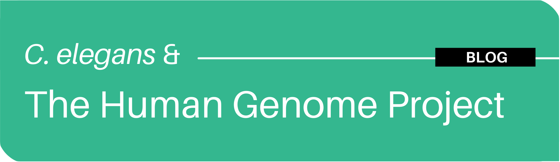 C. elegans human genome project