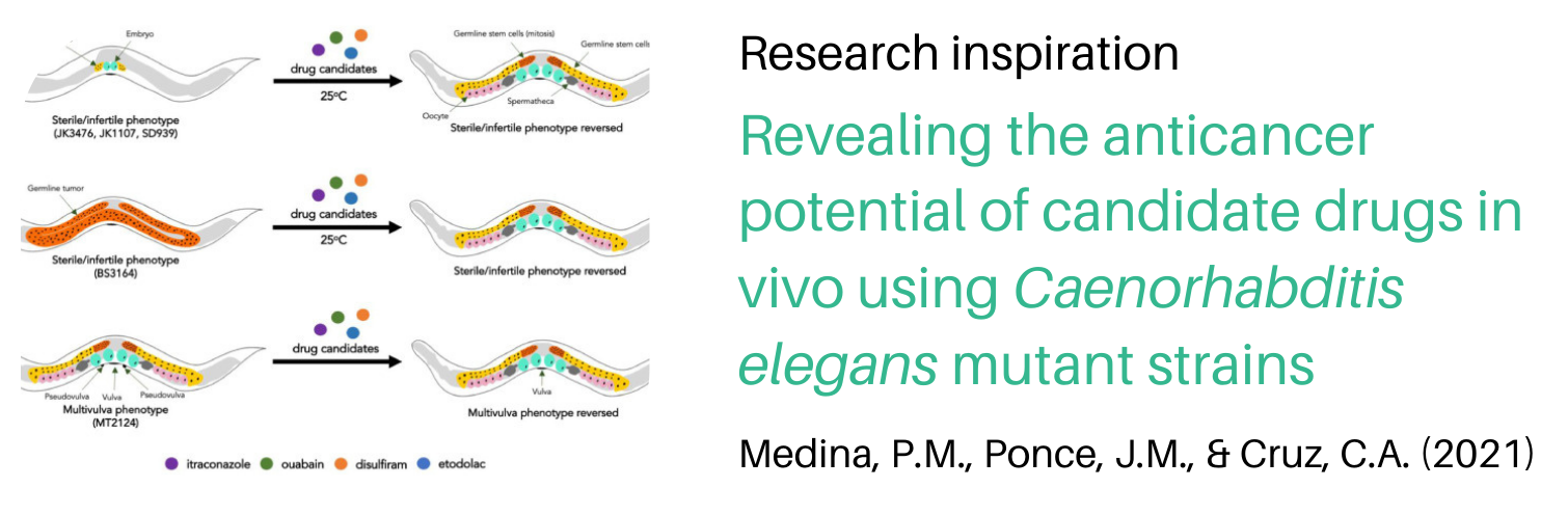 Research Alert. Revealing the anticancer potential of candidate drugs in vivo using Caenorhabditis elegans mutant strains