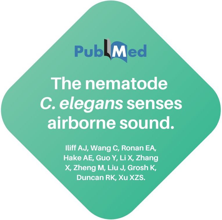 C. elegans senses airborne sound.