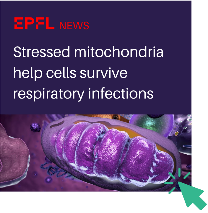EPFL Stressed mitochondria help cells survive respiratory infections. EPFL scientists discover that stressed mitochondria help cells survive respiratory infections with data obtained by Nagi Bioscience’s SydLab System