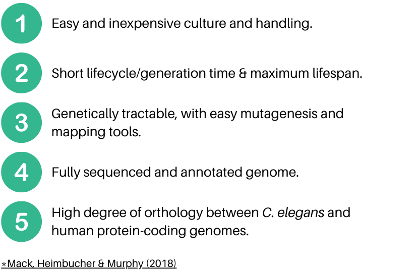 Advantages of  C. elegans for aging research