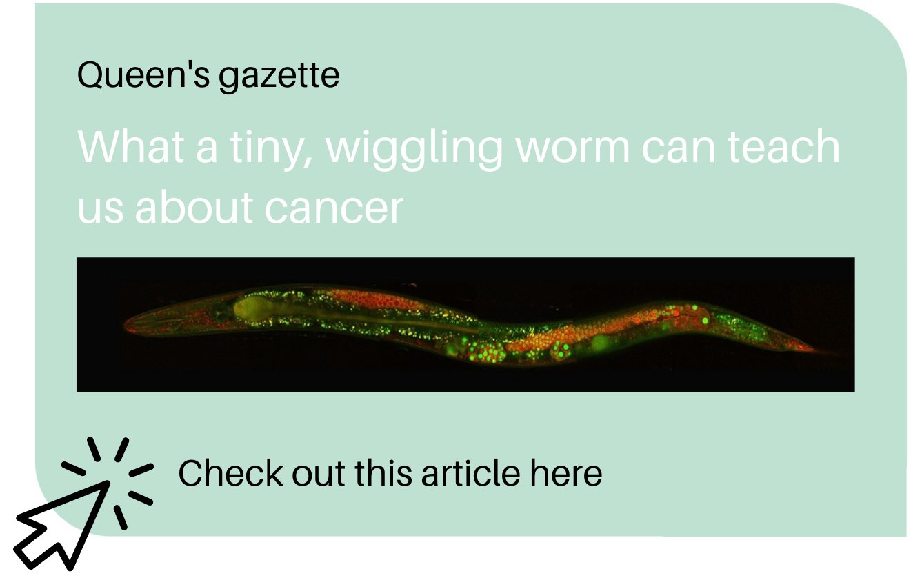 Article. What a tiny, wiggling worm can teach us about cancer