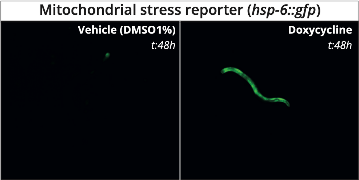 C. elegans. Mitochondrial stress reporter