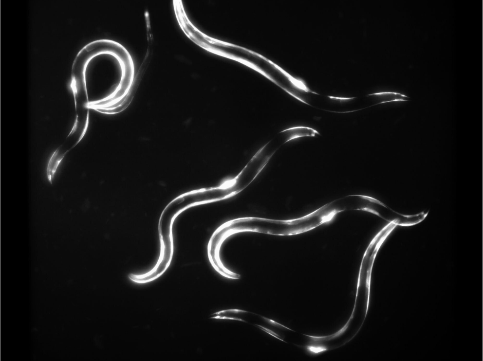 C. elegans fluorescence by SydLab System. 5 C. ELEGANS FACTS YOU MAY NOT KNOW (YET)