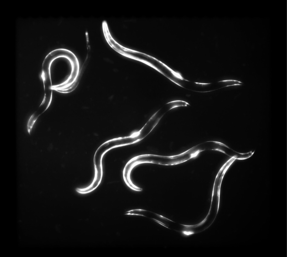 C. elegans in a chamber of the Nagi Bioscience worm-on-chip