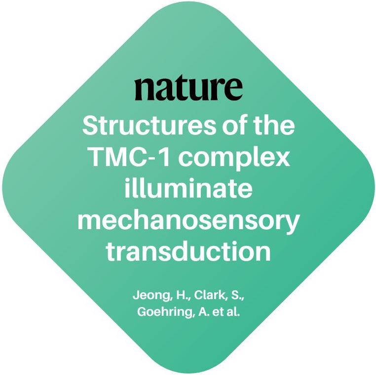 Structures of the TMC-1 complex illuminate mechanosensory transduction