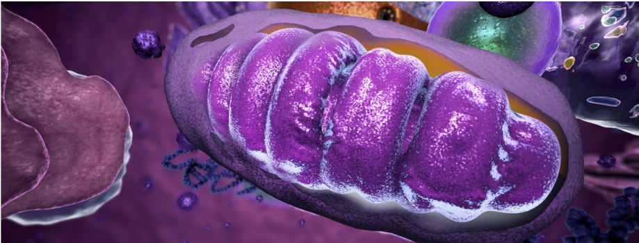 EPFL scientists discover that stressed mitochondria help cells survive respiratory infections with data obtained by Nagi Bioscience’s SydLab System