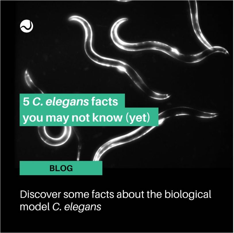 5 C. elegans facts you didn't know