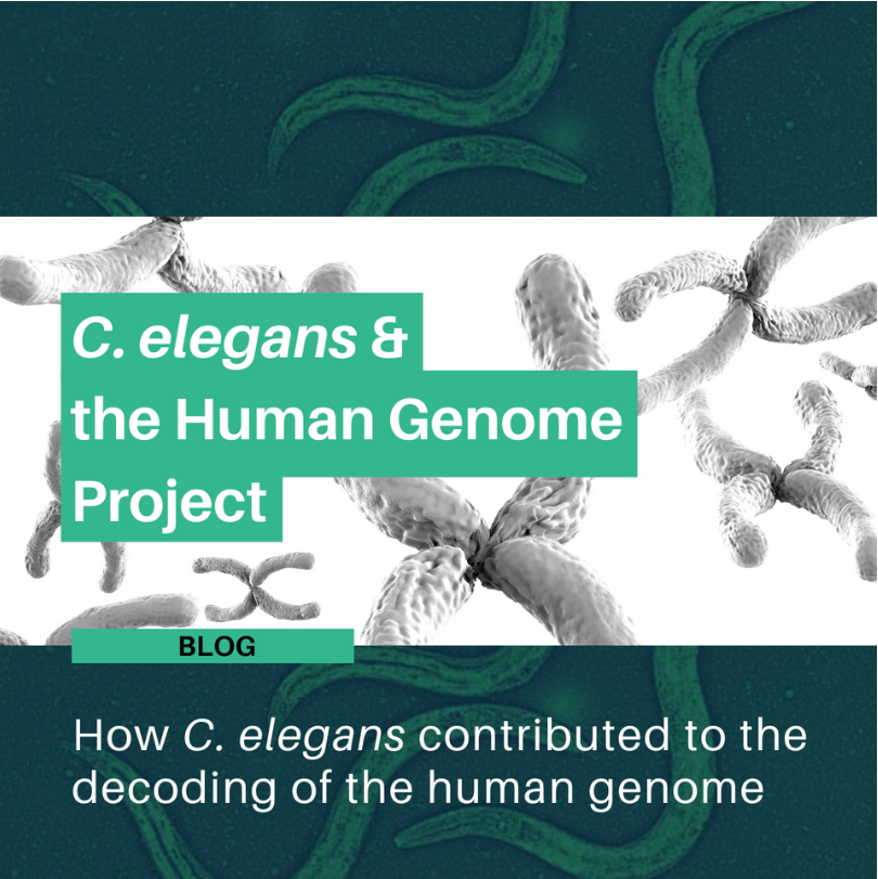 C. elegans and the human genome project