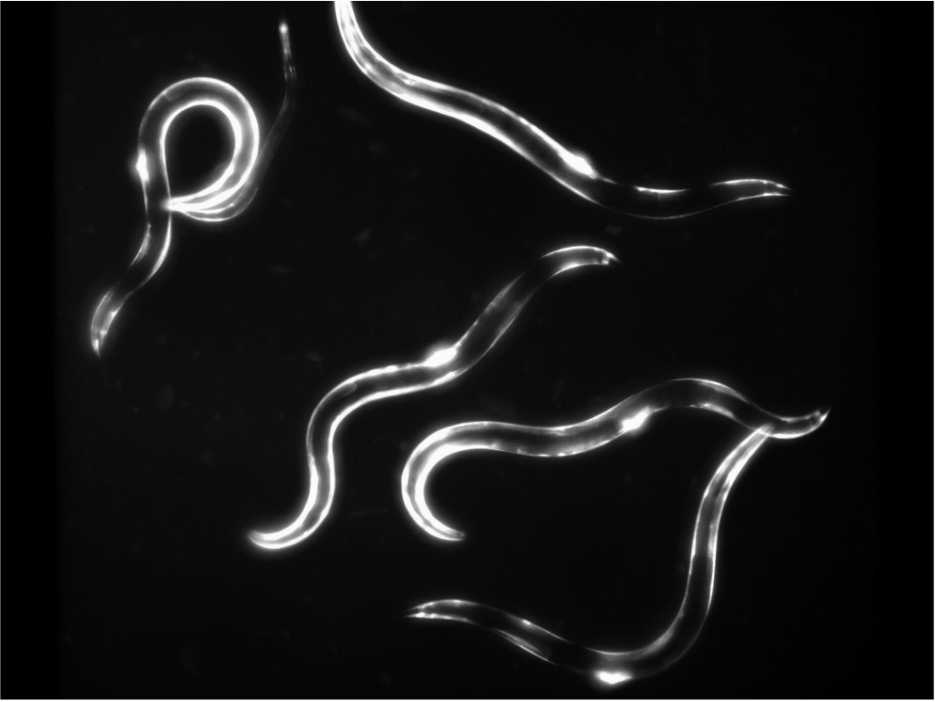 C. elegans worms. Fluorescence picture taken by the SydLab System developed by Nagi Bioscience