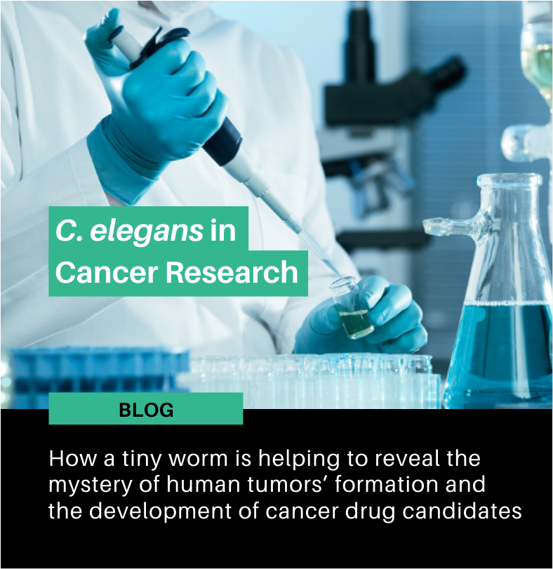 C. elegans in cancer research