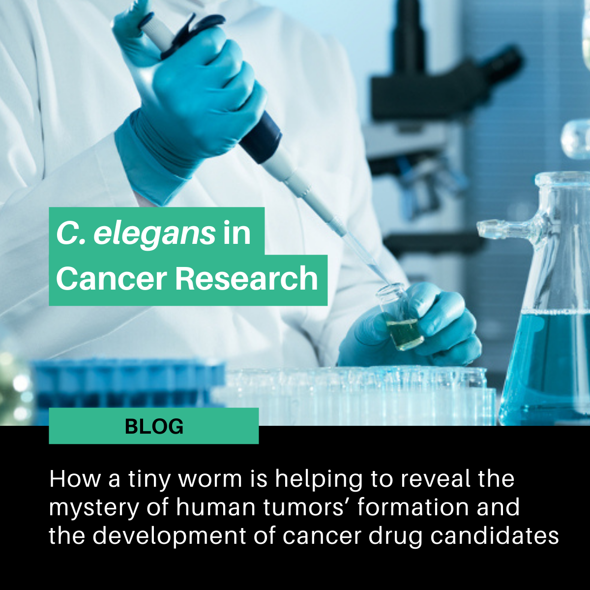C. elegans and Cancer