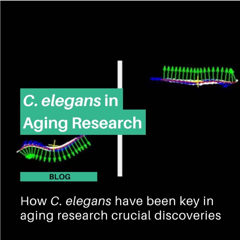 https://nagibio.ch/news/c-elegans-aging-research