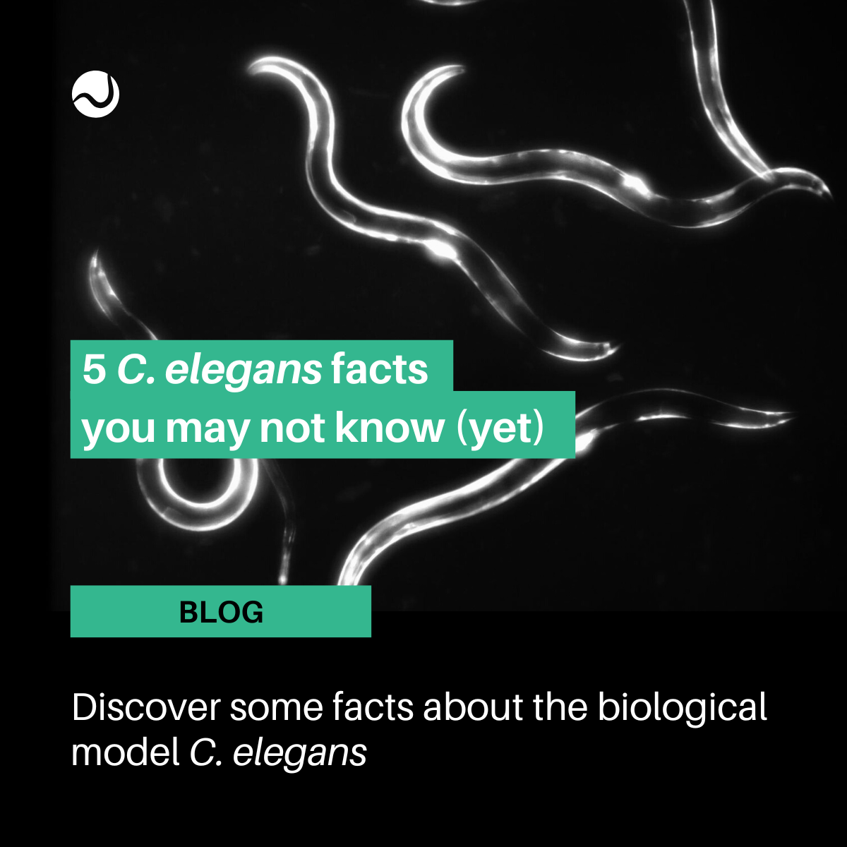 5 fact about c. elegans