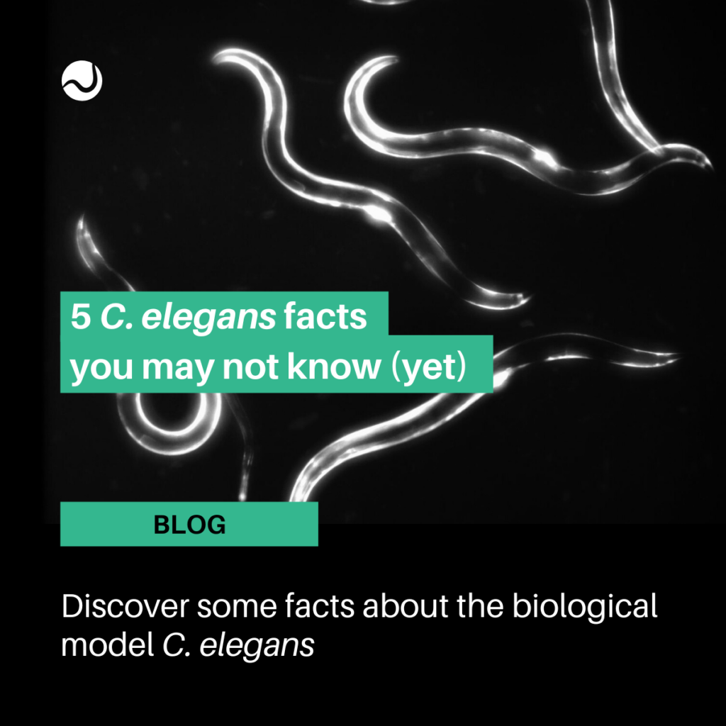 5 C. elegans facts you don't know yet 3D-printed conductive circuits into C. elegans worms