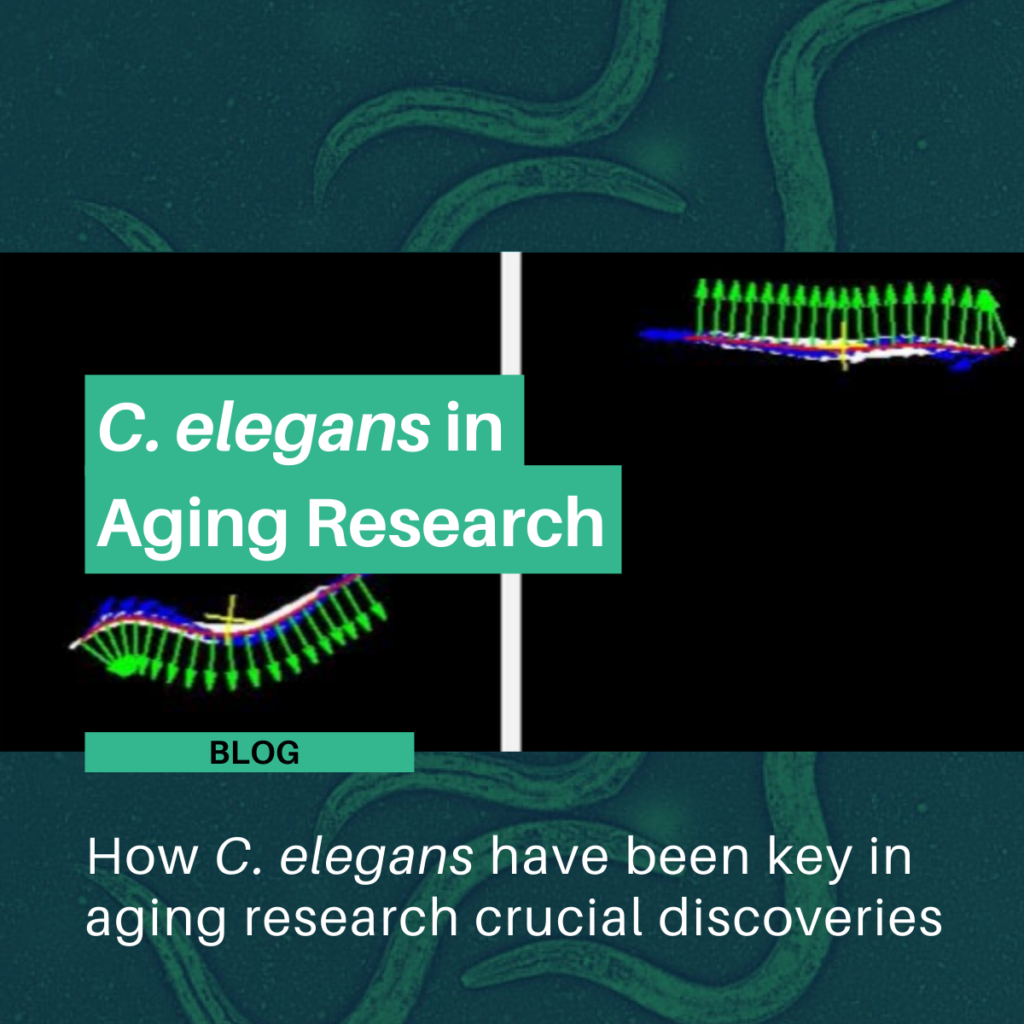 C. elegans in aging research