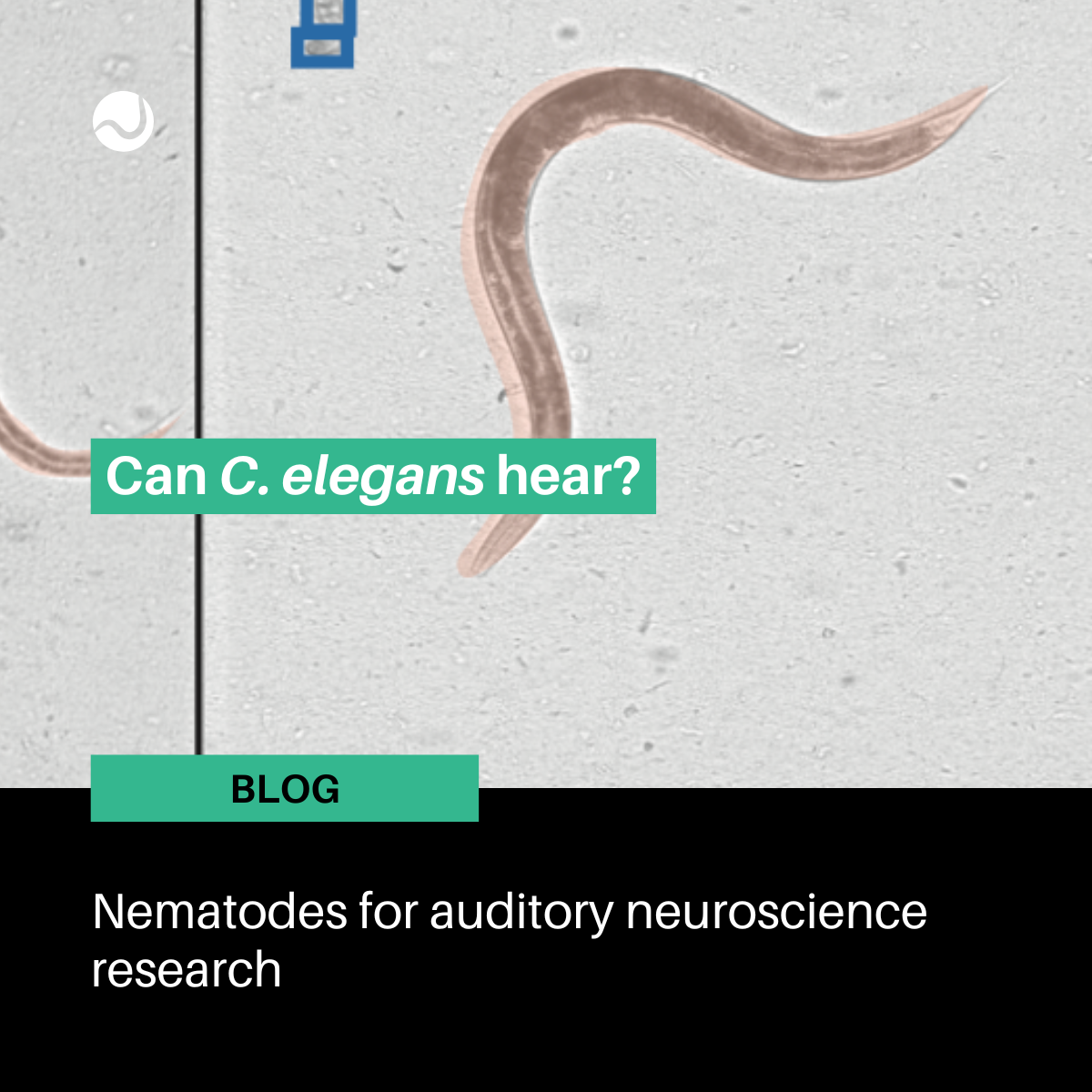Can C. elegans hear? Nematodes for auditory neuroscience research