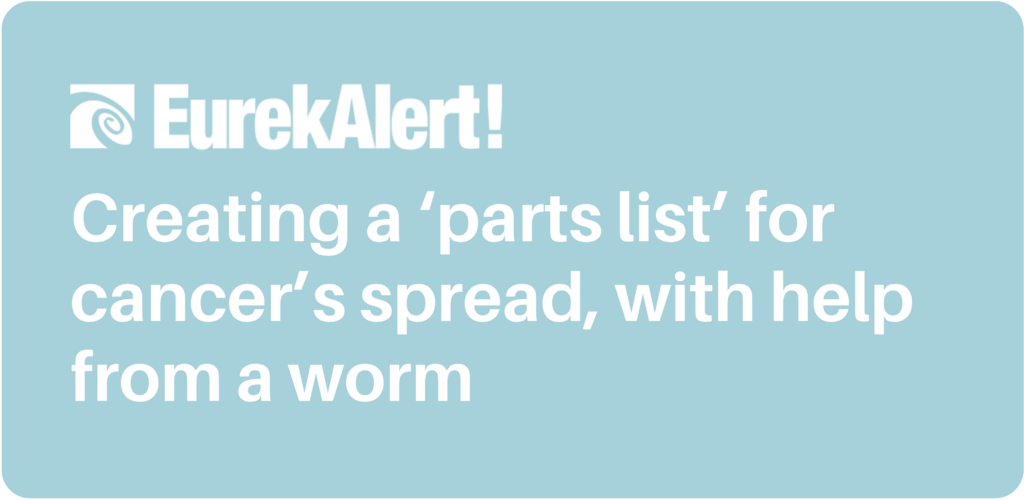 Creating a ‘parts list’ for cancer’s spread, with help from a worm