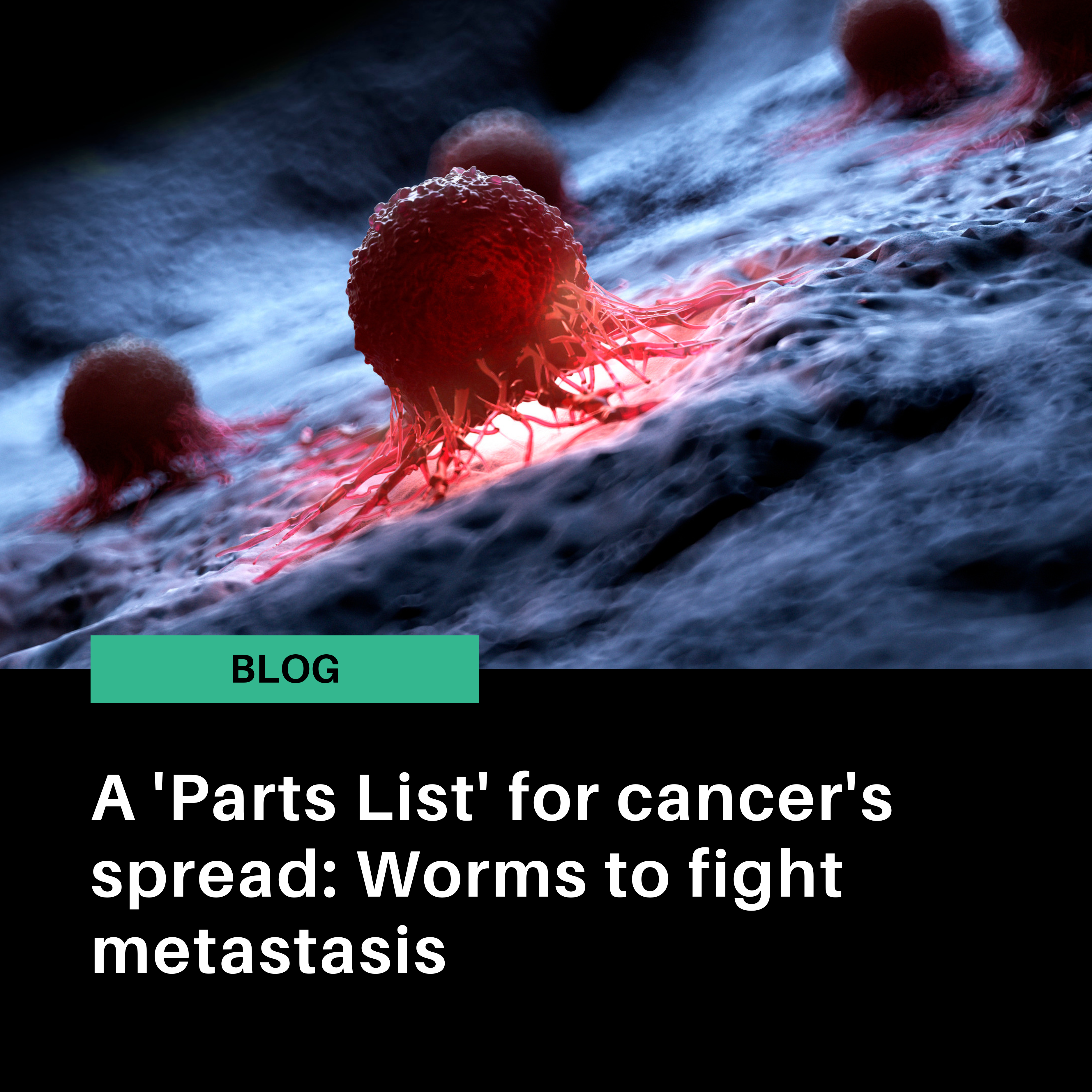 A 'Parts List' for cancer's spread: Worms to fight metastasis