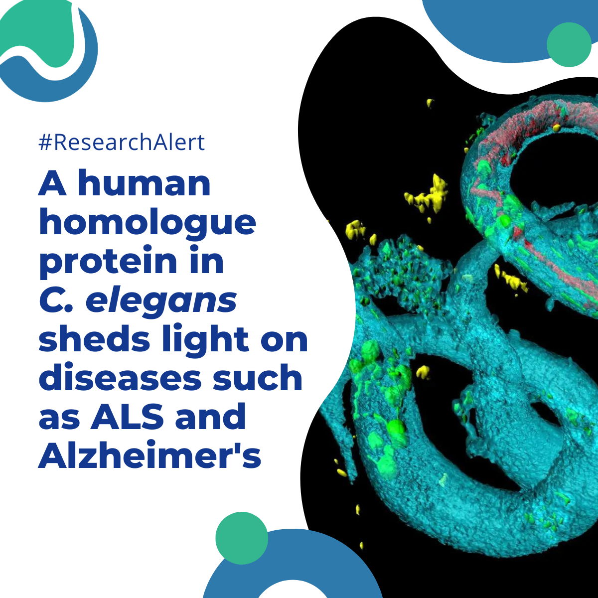 #ResearchAlert - A human homologue protein in C. elegans sheds light on diseases such as ALS and Alzheimer's