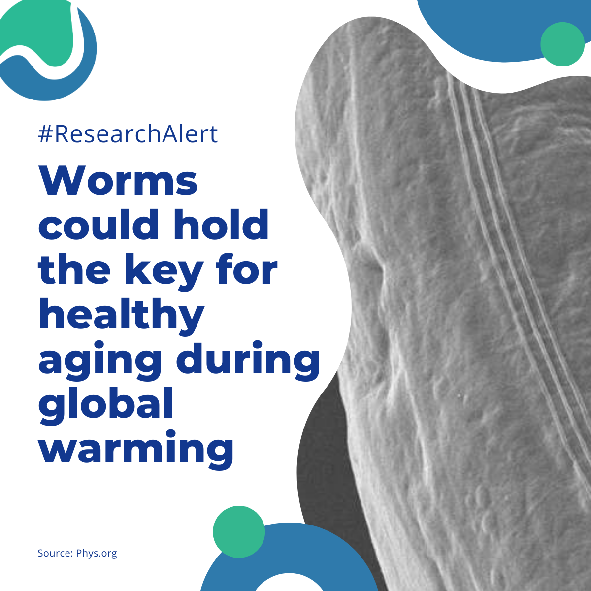#ResearchAlert Worms could hold the key for healthy aging during global warming