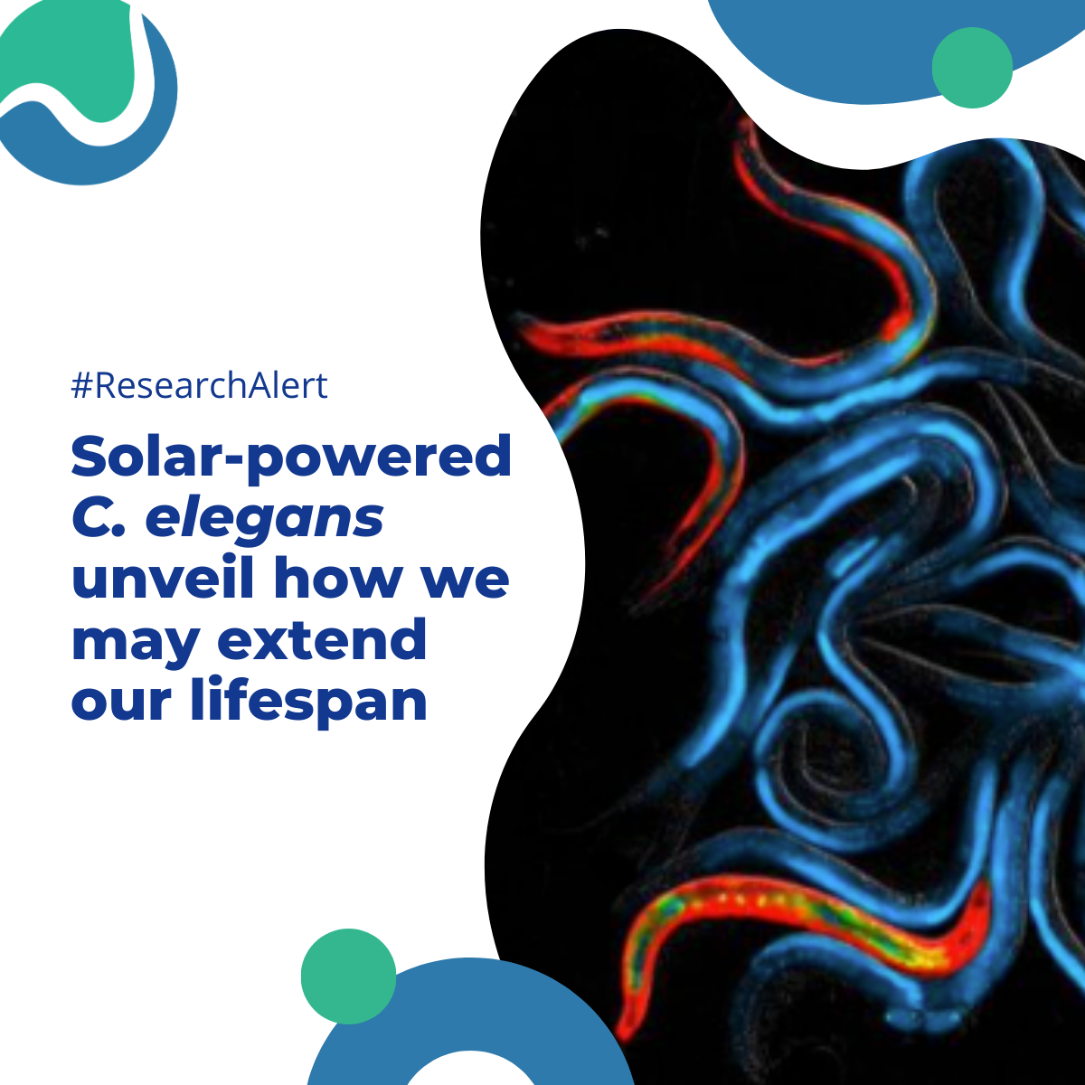#ResearchAlert Solar-powered C. elegans unveil how we may extend our lifespan