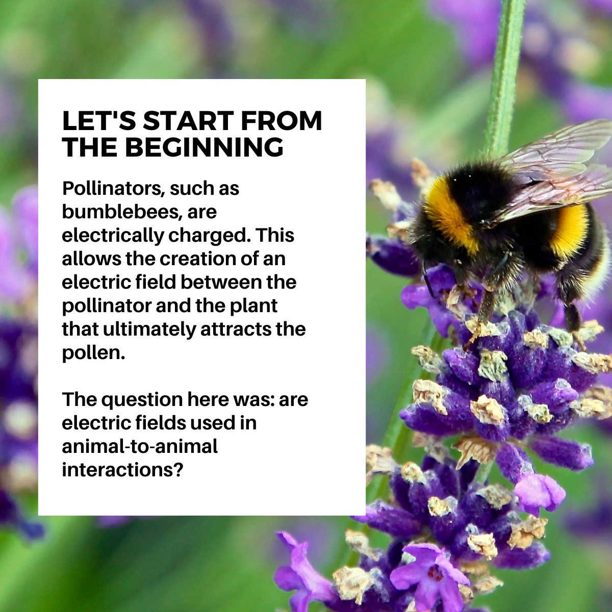 #ResearchAlert Biology's favorite worms use electricity to jump into bumblebees to fly