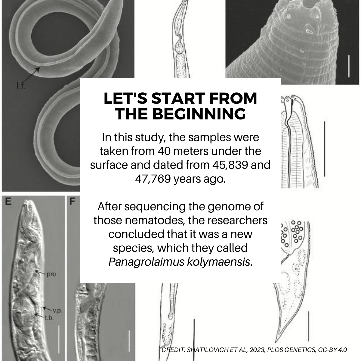 #ResearchAlert A new nematode dormant in the Siberian permafrost has been brought back to live after 46.000 years
