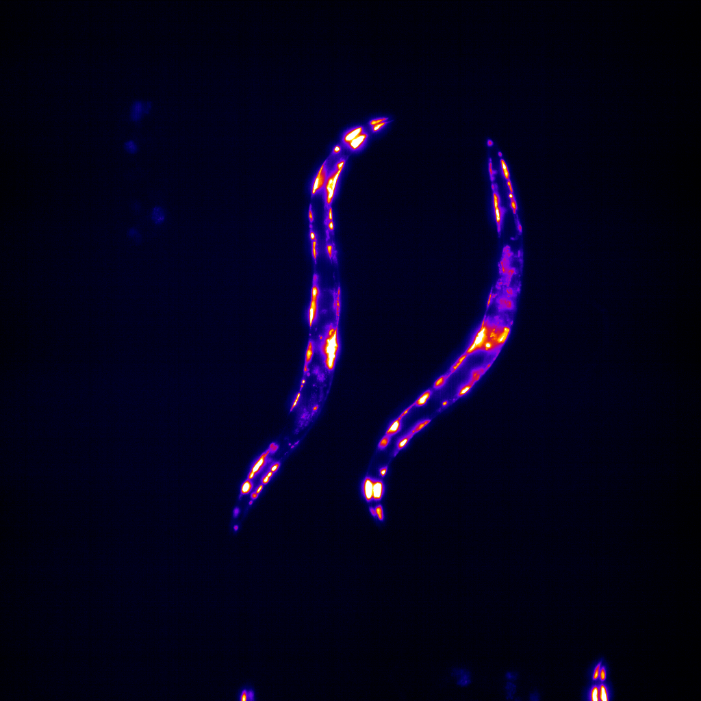 ALS model C elegans on SydLab One