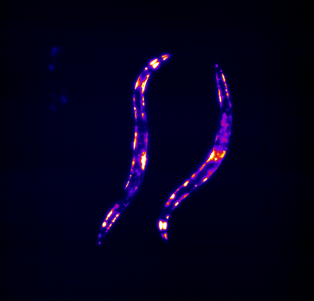 ALS model C elegans on SydLab One