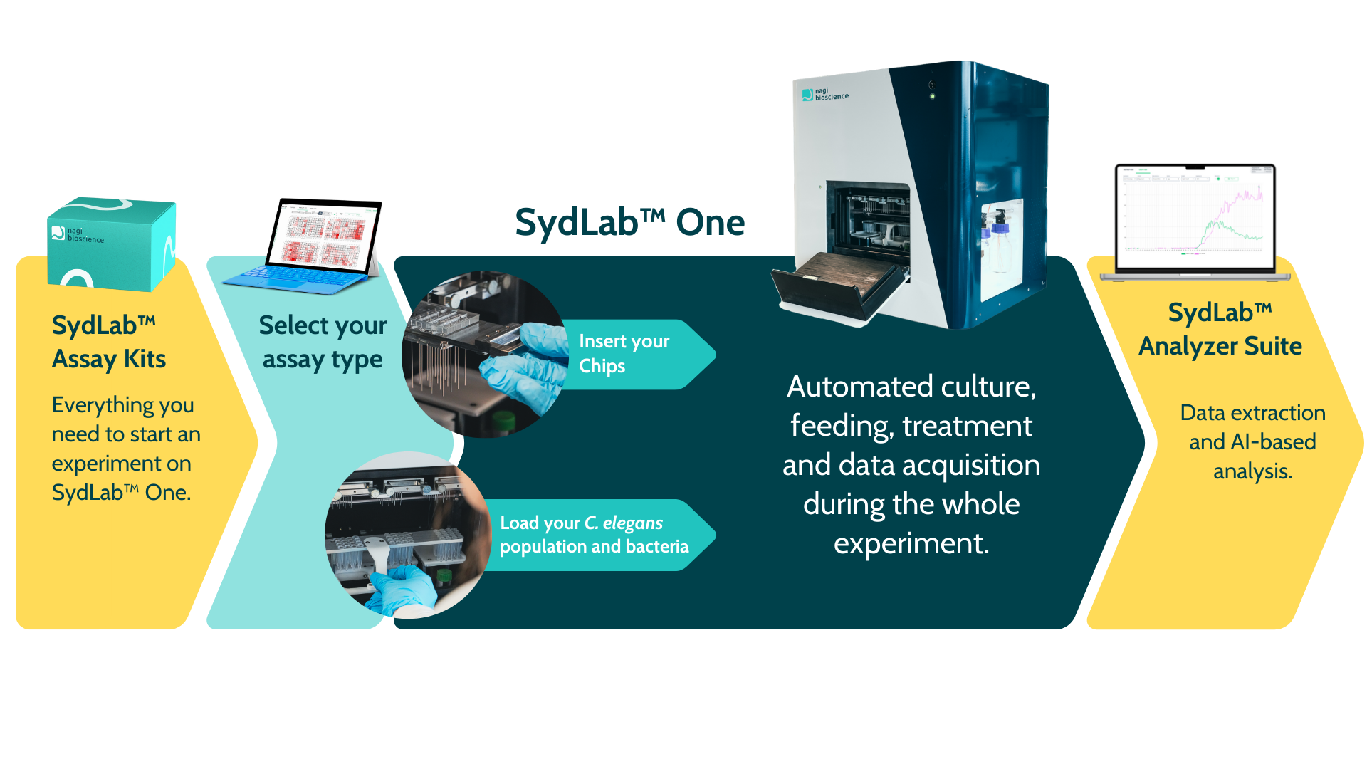 Workflow SydLab One Organism-on-Chip