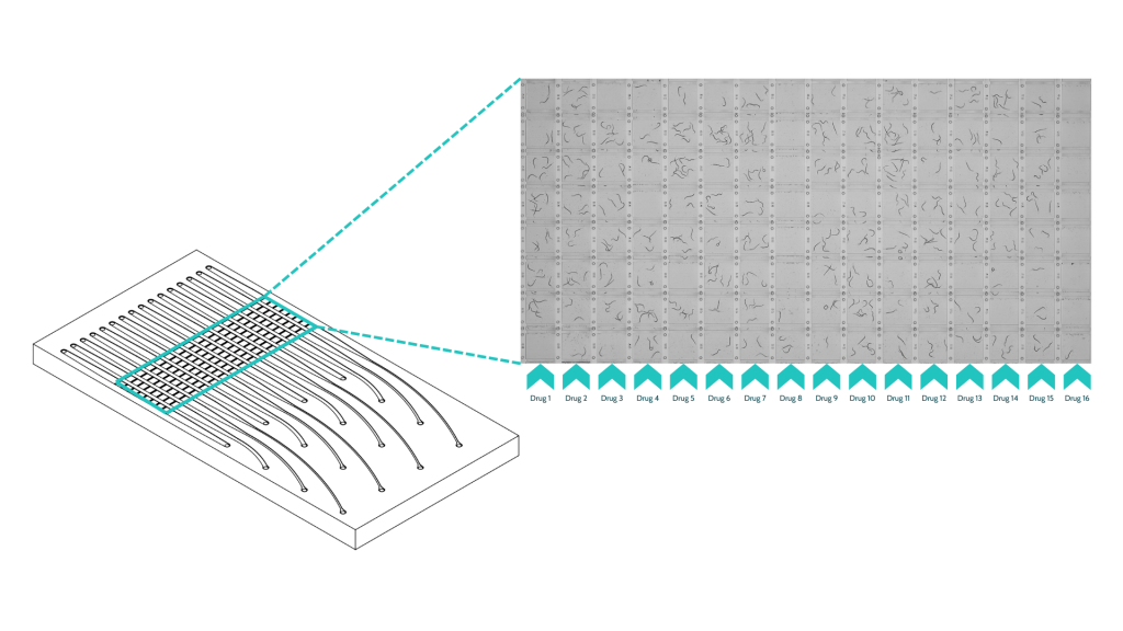 in vivo data at the in vitro scale