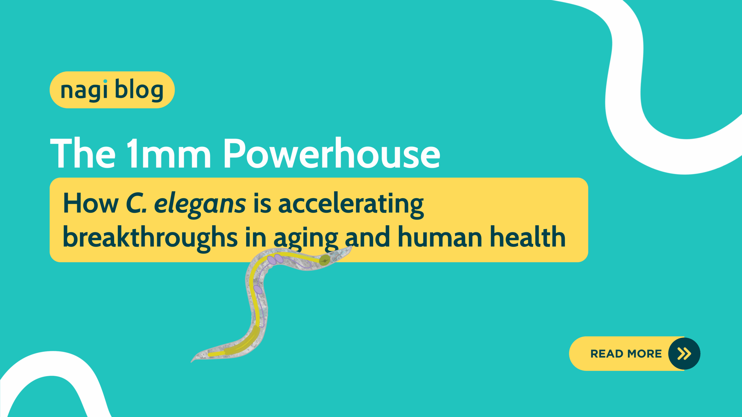 The 1mm powerhouse: C. elegans in Aging Research