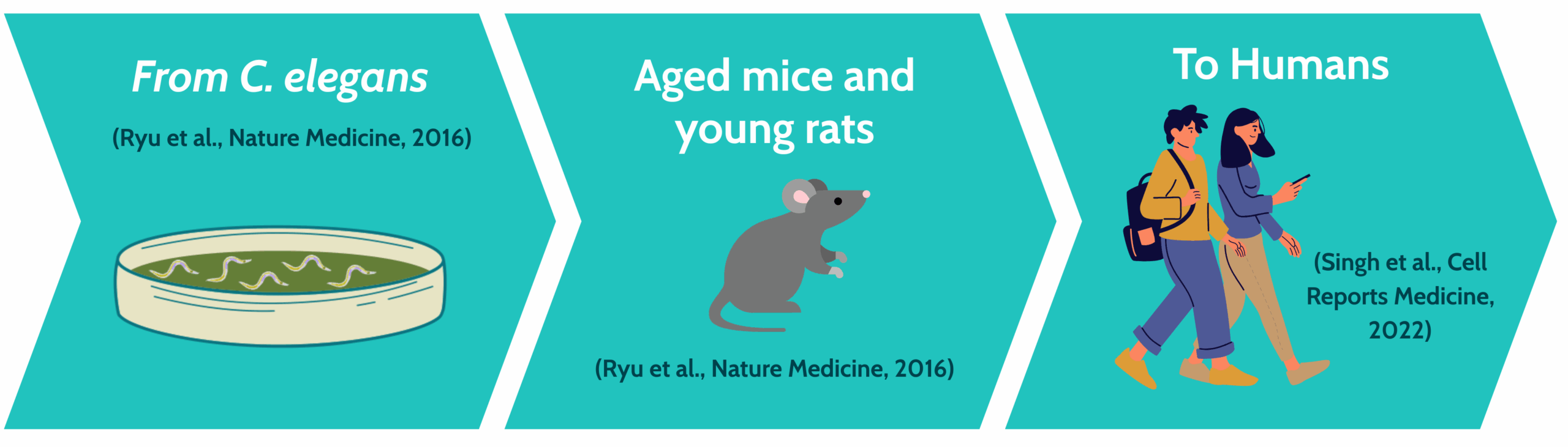C. elegans to humans translational value as a model for aging