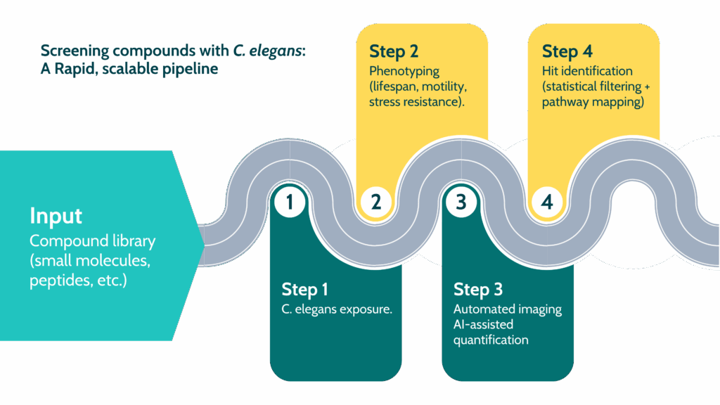 Workflow diagram showing C. elegans compound screening pipeline, including exposure, phenotyping, imaging, and hit identification for aging research.