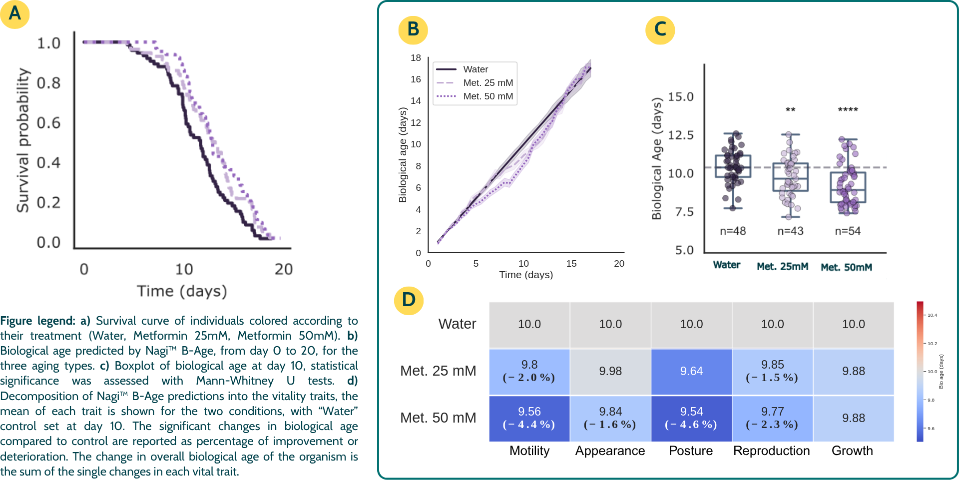Graphs and data charts demonstrating biological age reduction and trait-specific improvements in C. elegans using Nagi B-Age. Metformin.