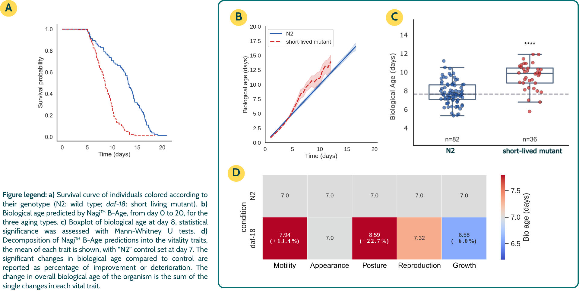 Graphs and data charts demonstrating biological age reduction and trait-specific improvements in C. elegans using Nagi B-Age. Progeria Model.