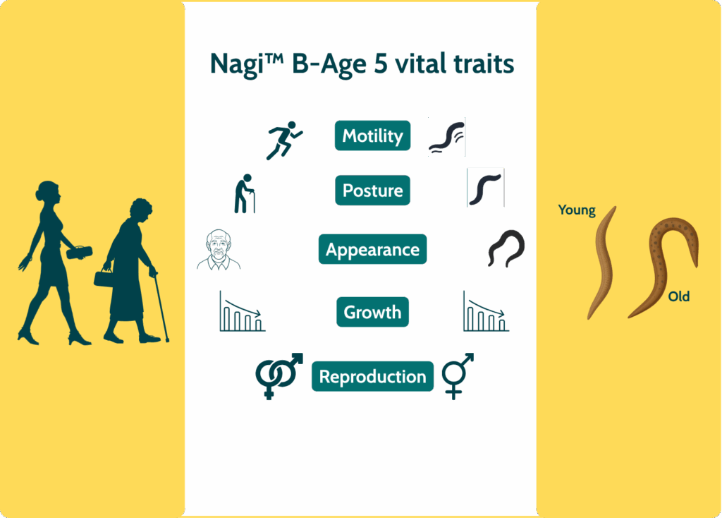 Illustration of Nagi B-Age platform analyzing five vital traits of C. elegans to measure biological age in anti-aging interventions.