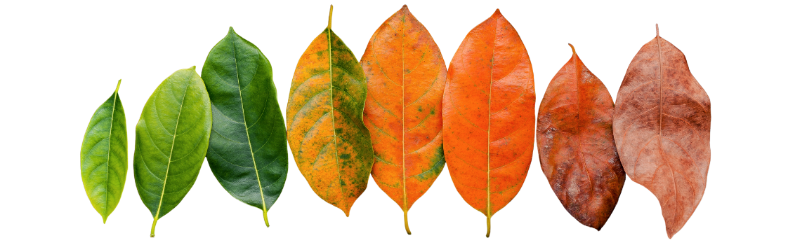 Illustration of leaves transitioning through stages of aging, representing lifespan, healthspan, and biological age measurement in healthy aging research.