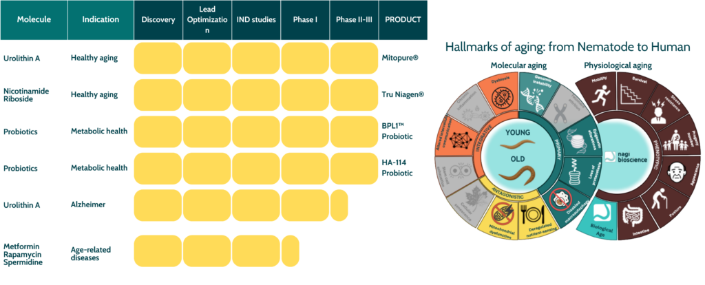 Nutraceutical discovery pipeline for healthy aging, from discovery to clinical development of longevity compounds starting with C. elegans data. Hallmarks of aging from nematode to human, linking molecular aging pathways to physiological healthspan