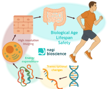 Biological age and healthspan measurement using whole-organism phenotyping and metabolic readouts