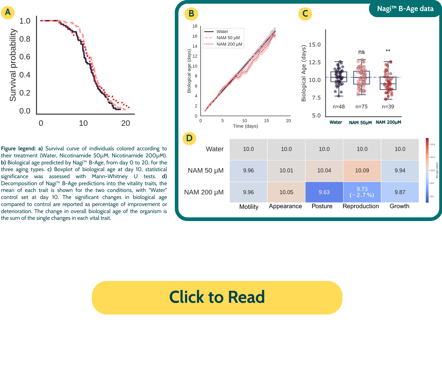 Nicotinamide reduces biological age in whole-organism models, measured through healthspan and survival analysis