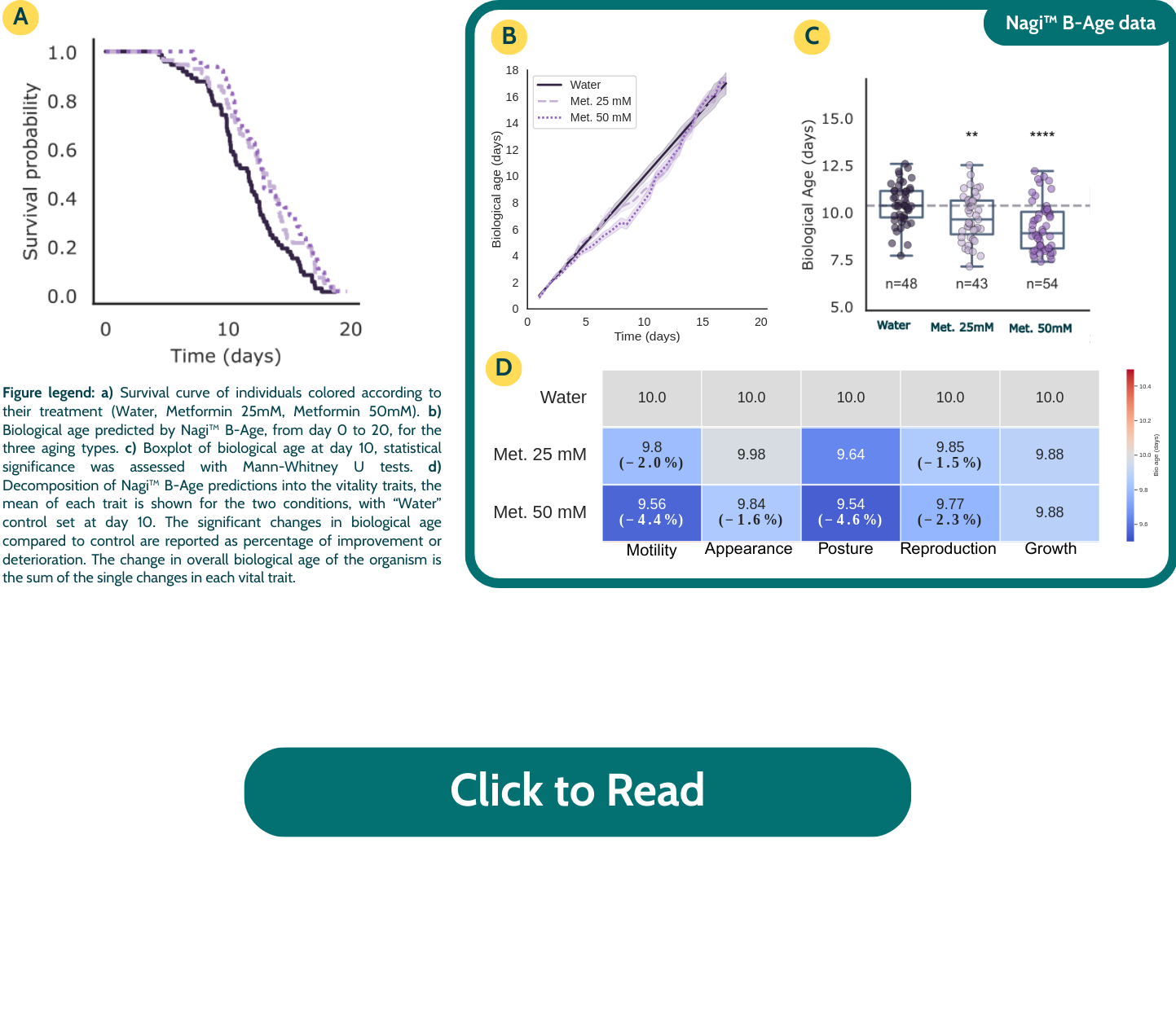 Metformin impact on biological age and healthspan measured using phenotypic aging clocks
