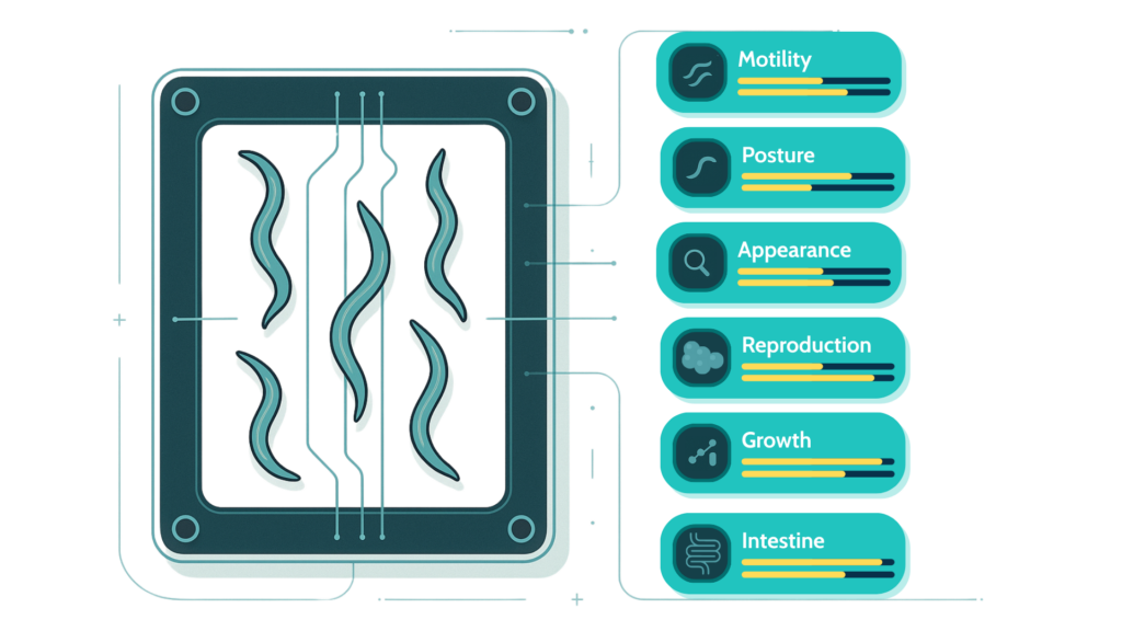 Nagi Bioscience healthy aging discovery platform illustration showing Swiss-knife style multi-endpoint screening for aging research using C. elegans. Illustrates the six vital traits extracted with the AI-based assay B-Age for Gut Health.